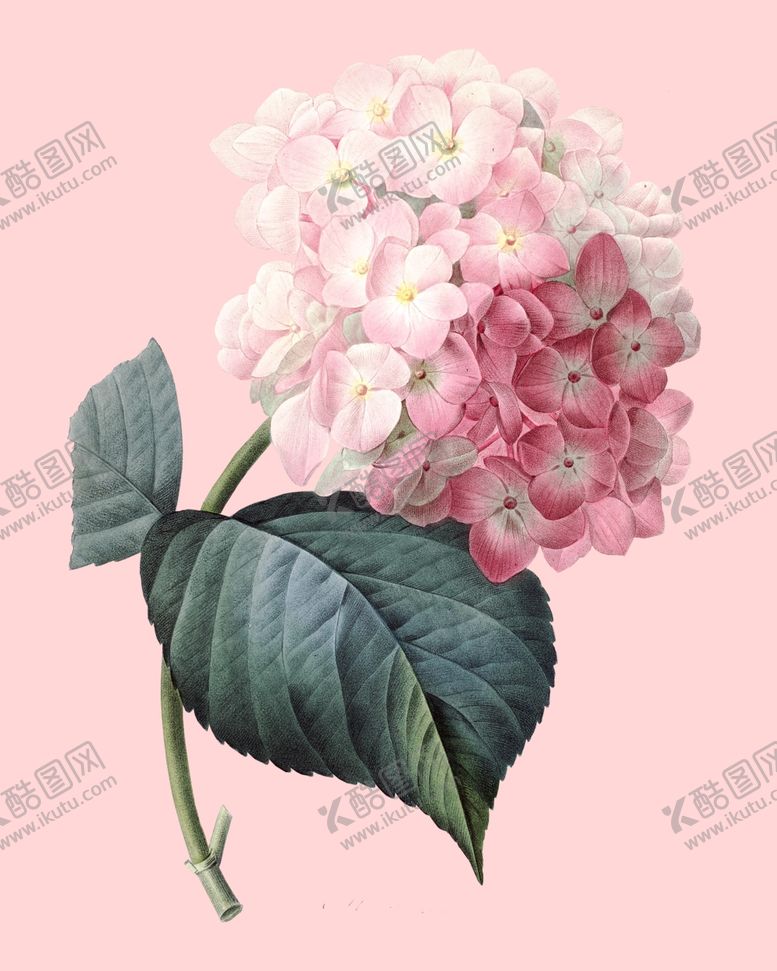 编号：47441810180905574937【酷图网】源文件下载-花卉植