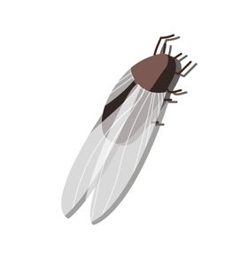 手绘卡通知了蝉昆虫动物插画