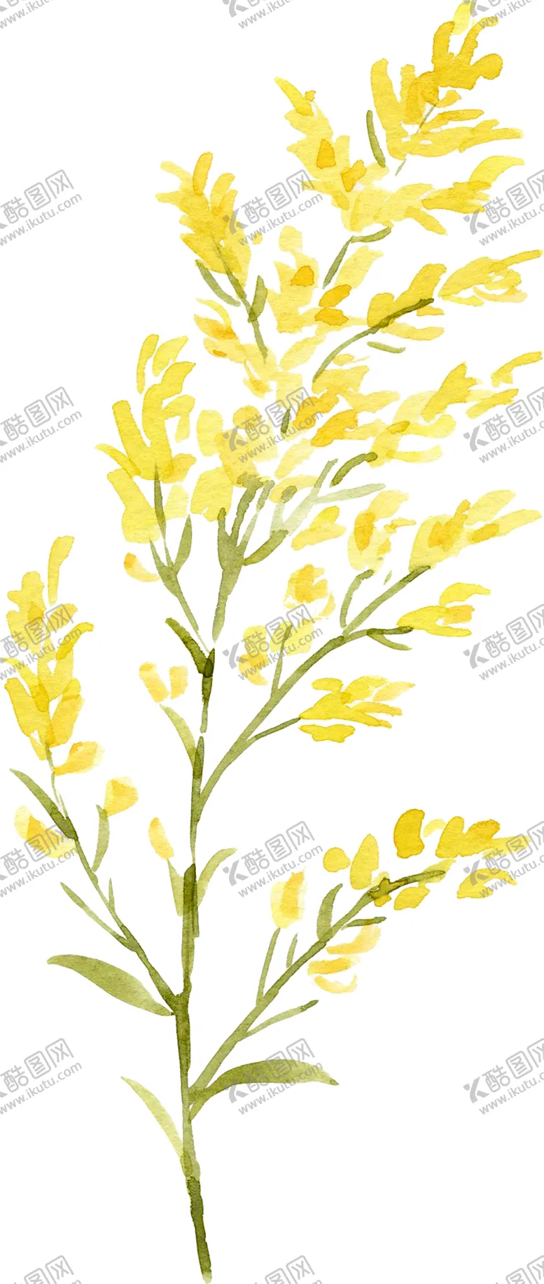 编号：56417004010012029858【酷图网】源文件下载-水彩植物花朵装饰