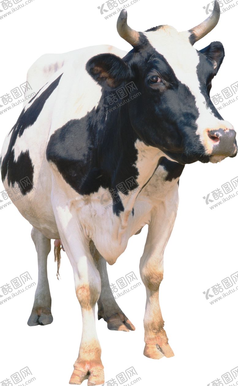 编号：35629605080307131950【酷图网】源文件下载-奶牛