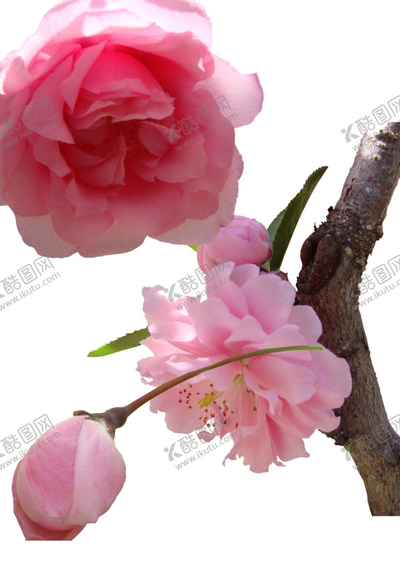 编号：86238902141653582576【酷图网】源文件下载-  手绘粉色樱花免扣素材图片 