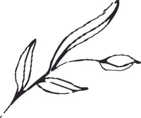 手绘花卉元素