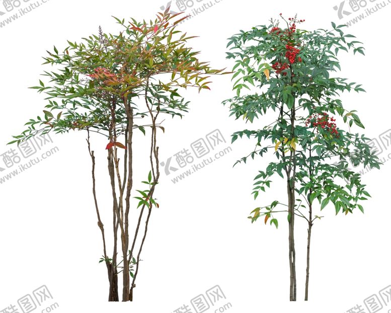 编号：81113009202100451702【酷图网】源文件下载-免扣植物素材图片