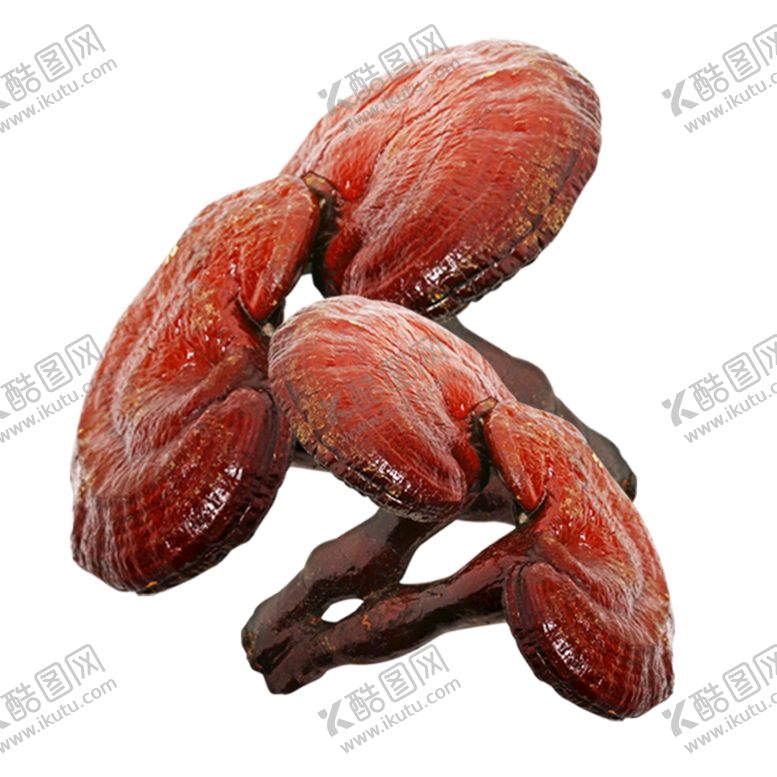 编号：95124609211837019534【酷图网】源文件下载-灵芝