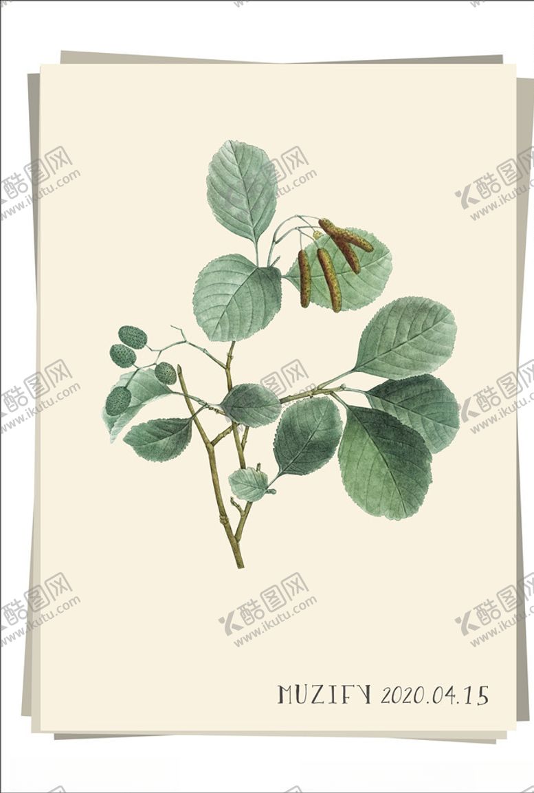 编号：20644709280008315738【酷图网】源文件下载-桤木植物图鉴