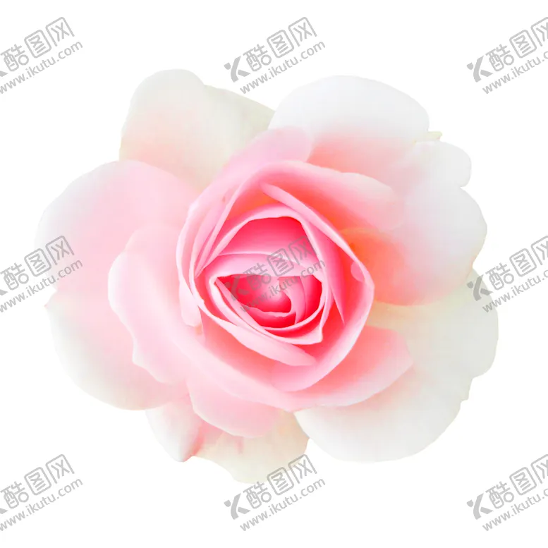 编号：76563406270927455476【酷图网】源文件下载-鲜花装饰