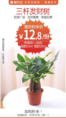 单杆水培发财树详情页