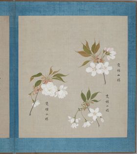 樱花