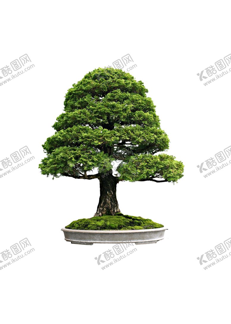 编号：96214910051721546480【酷图网】源文件下载-盆景