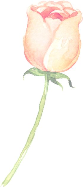 水彩手绘花卉花朵植物