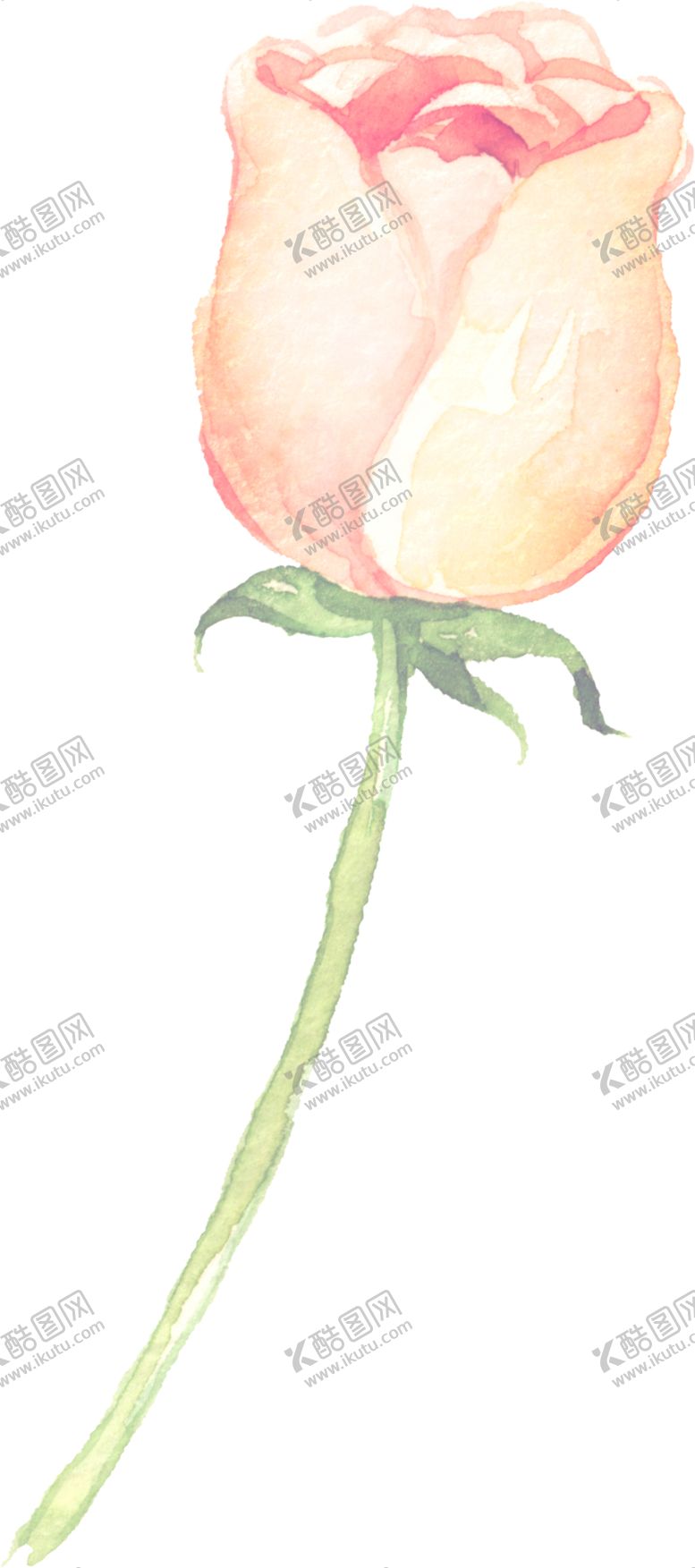 编号：23112109192019482089【酷图网】源文件下载-水彩手绘花卉花朵植物