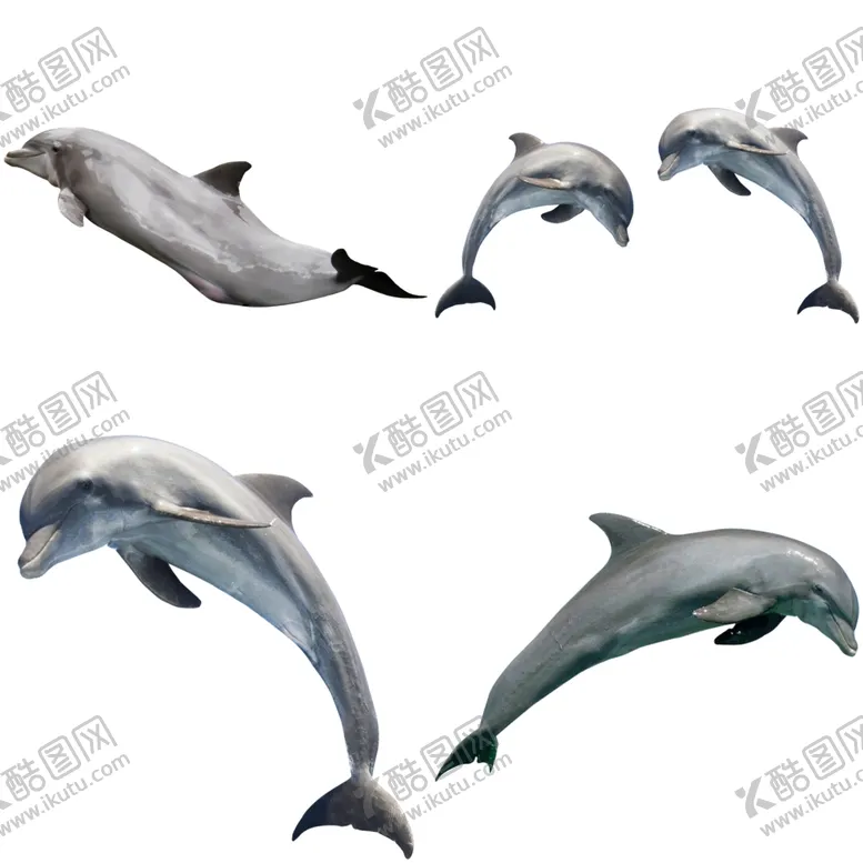 编号：50759111300211326449【酷图网】源文件下载-海豚