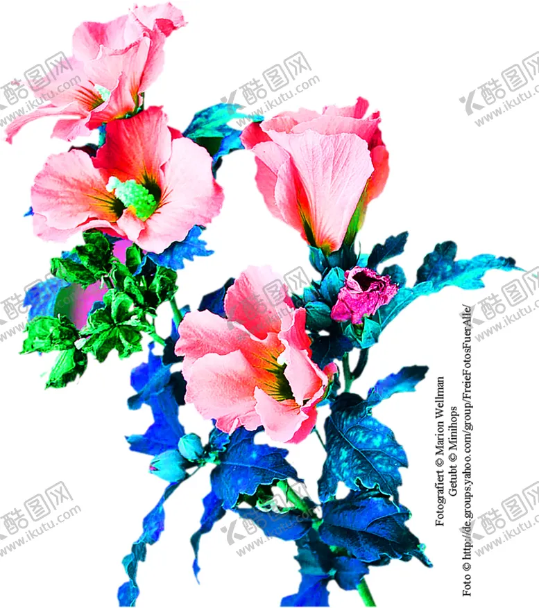编号：95405006300740534344【酷图网】源文件下载-花素材