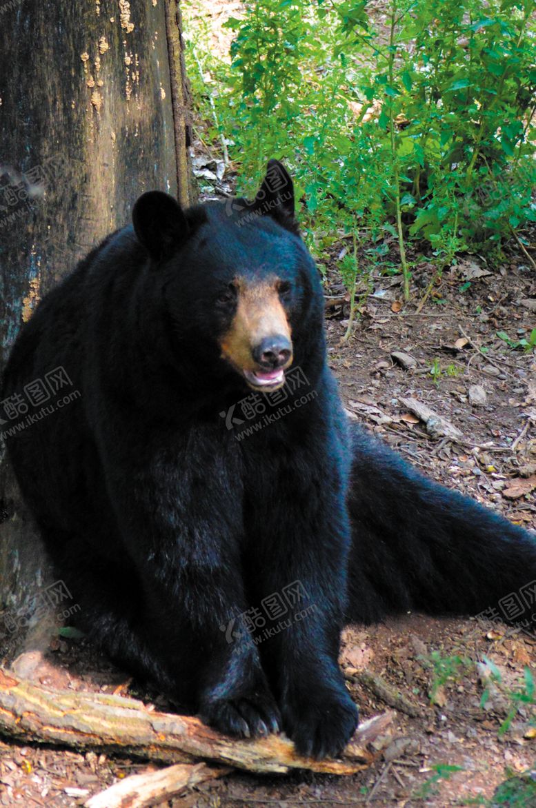 编号：61795910040641095532【酷图网】源文件下载-黑熊