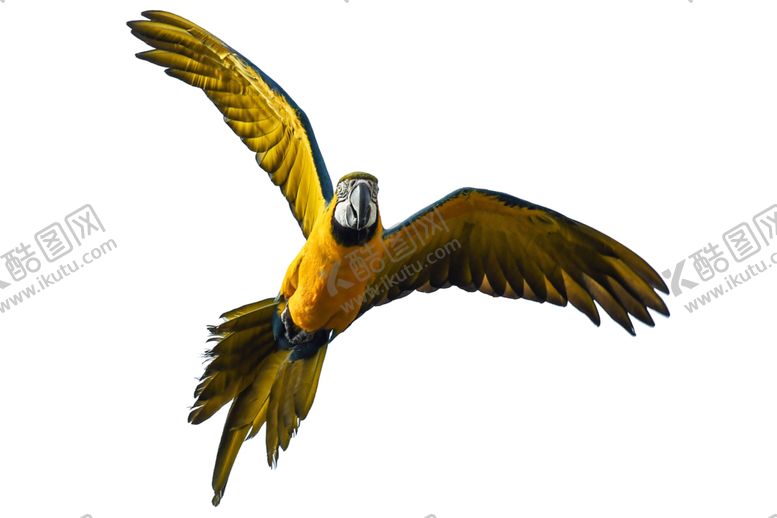 编号：10550209111111066404【酷图网】源文件下载-鹦鹉