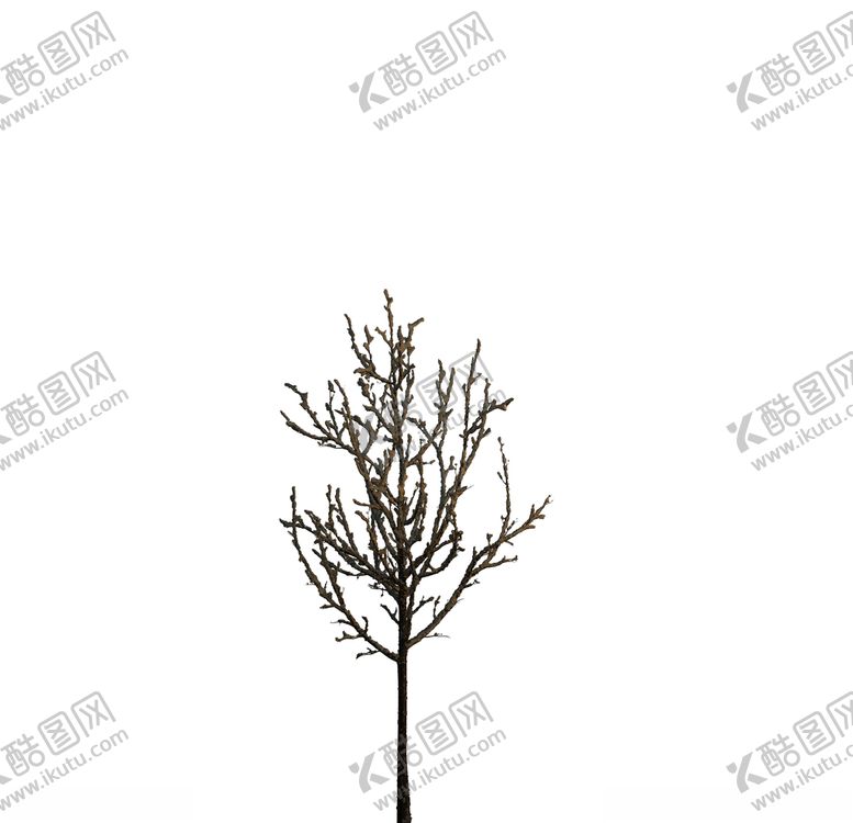 编号：26410710021540561969【酷图网】源文件下载-树木