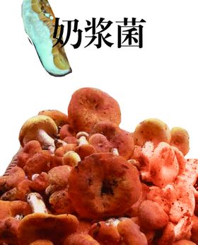 奶浆菌