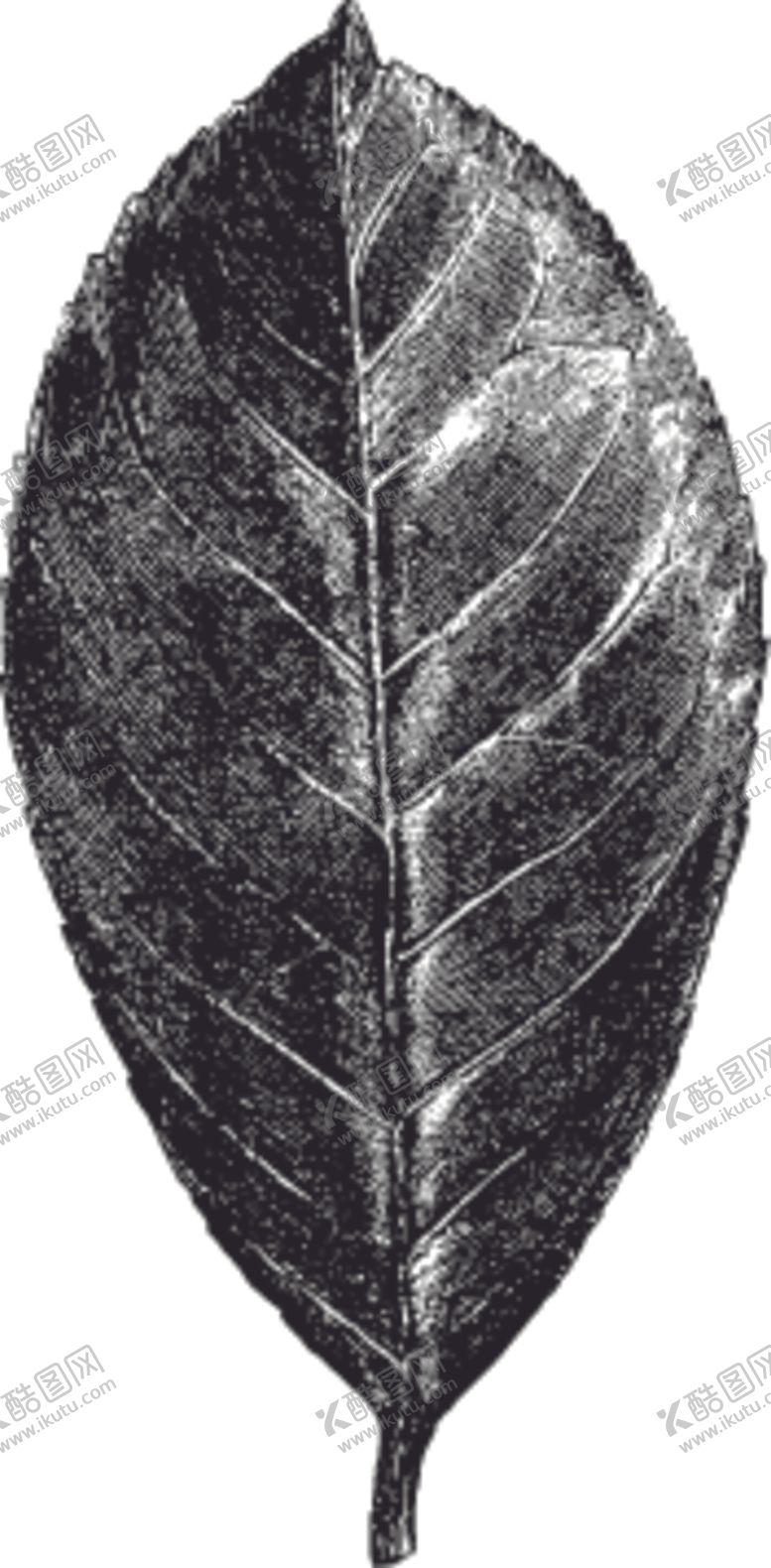 编号：22264609201502003588【酷图网】源文件下载-素描手绘蔬菜