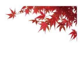 枫叶
