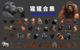 猩猩