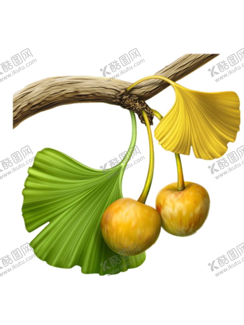 编号：60598005130408264362【酷图网】源文件下载-银杏叶