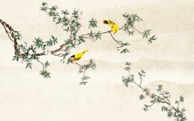 黄鹂 小鸟 