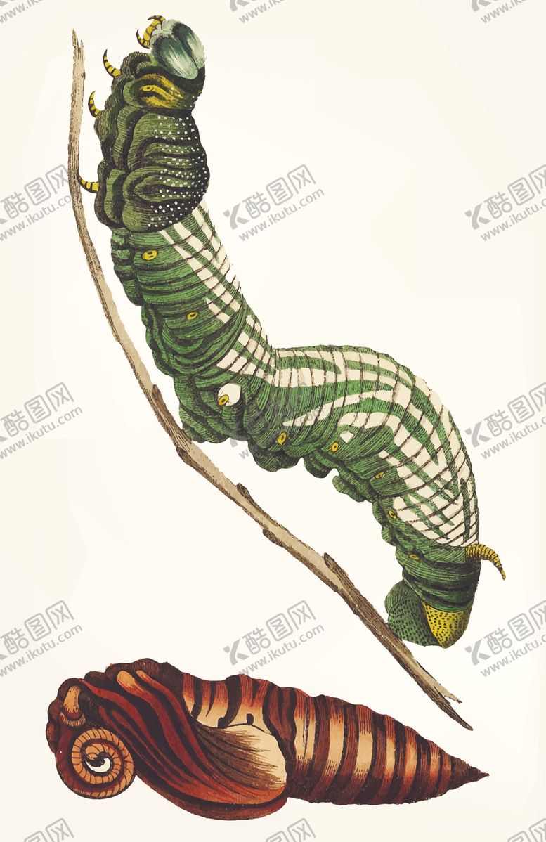编号：93827505051526161936【酷图网】源文件下载-蝴蝶