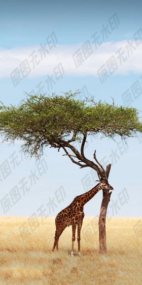 找伴侣的长颈鹿