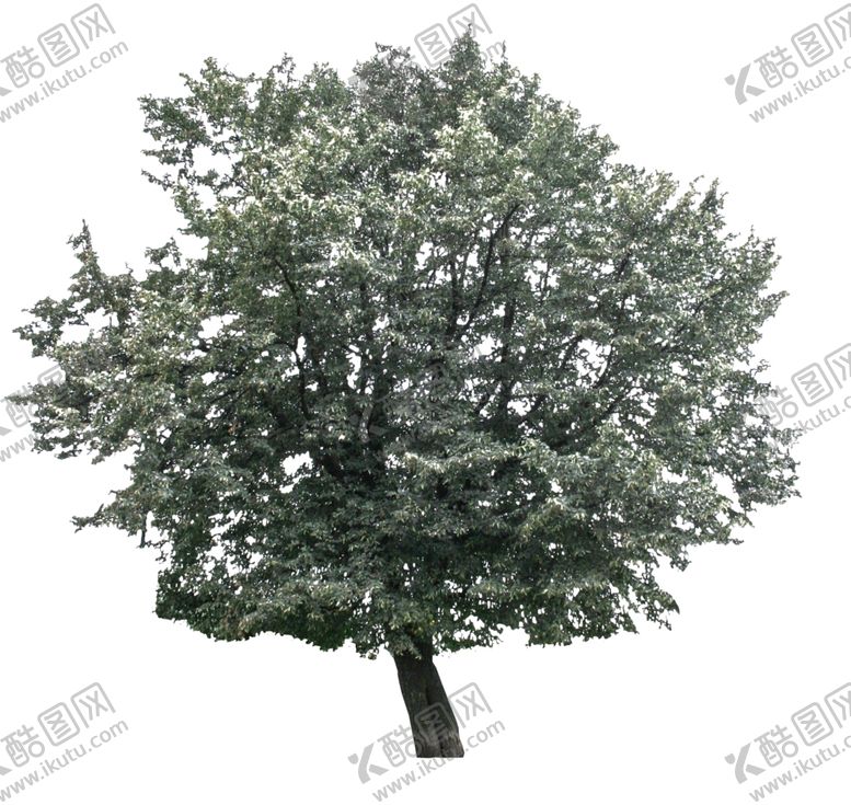 编号：30363610280645538369【酷图网】源文件下载-树木