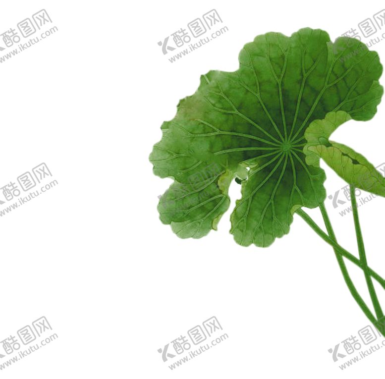 编号：65264011011700389643【酷图网】源文件下载-荷叶