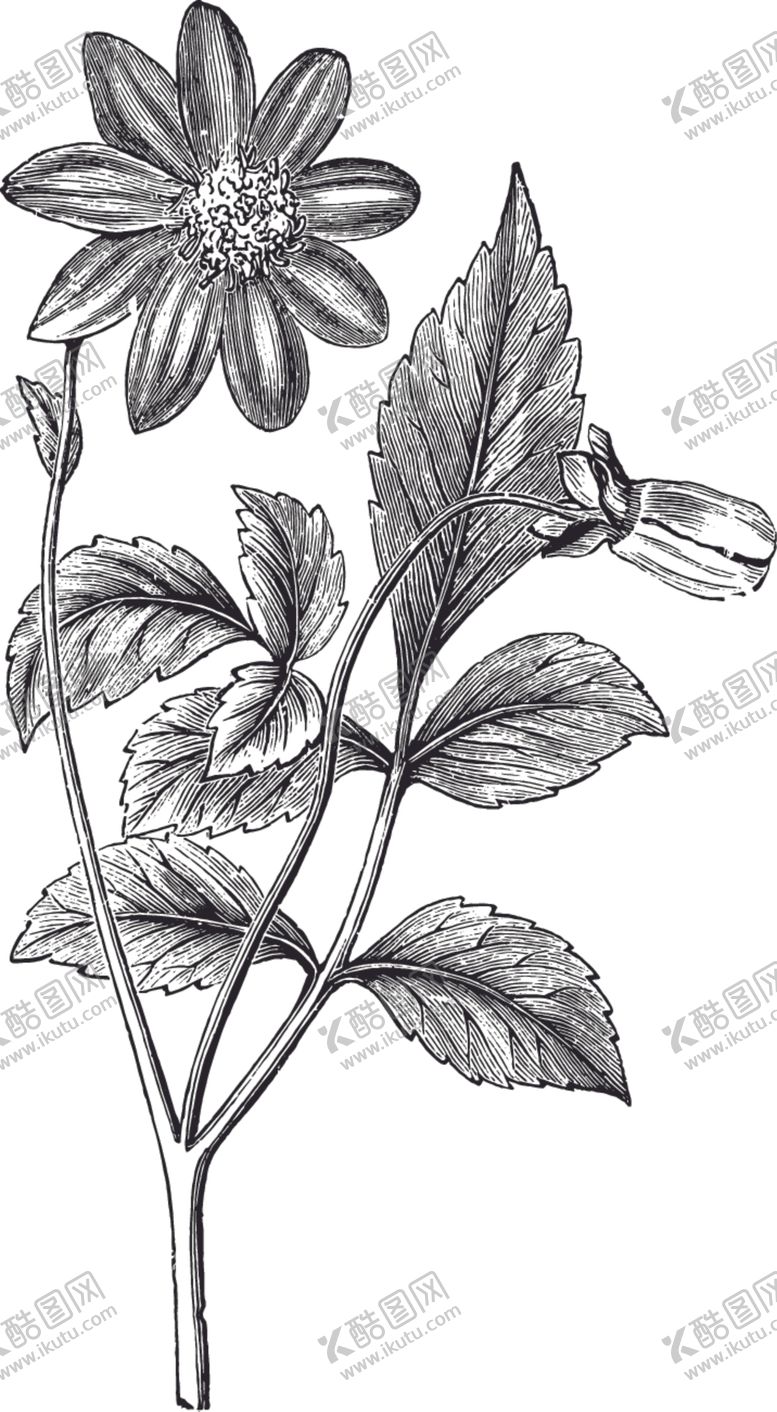 编号：19509809261438067726【酷图网】源文件下载-线描植物