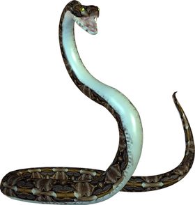 青蛇