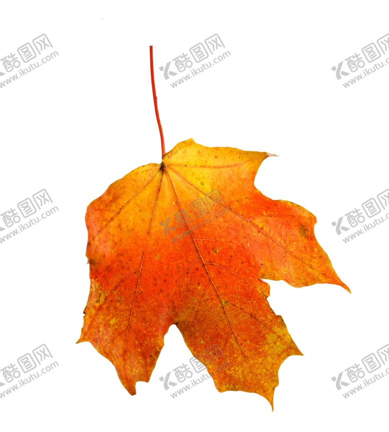 编号：76459810300619467488【酷图网】源文件下载-枫叶