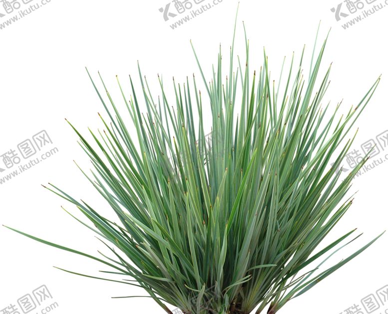 编号：46320910211833508721【酷图网】源文件下载-免扣植物素材