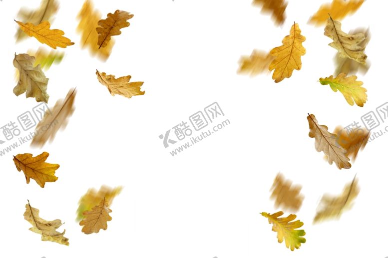 编号：32714507040647102665【酷图网】源文件下载-枫叶