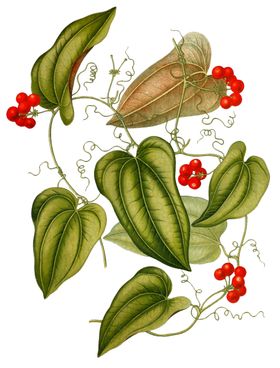 复古花朵植物图案