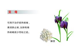 皇冠贝母