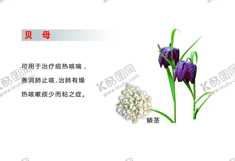 编号：84987710181621272000【酷图网】源文件下载-大兴安岭北贝母