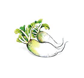 手绘蔬菜萝卜装饰元素