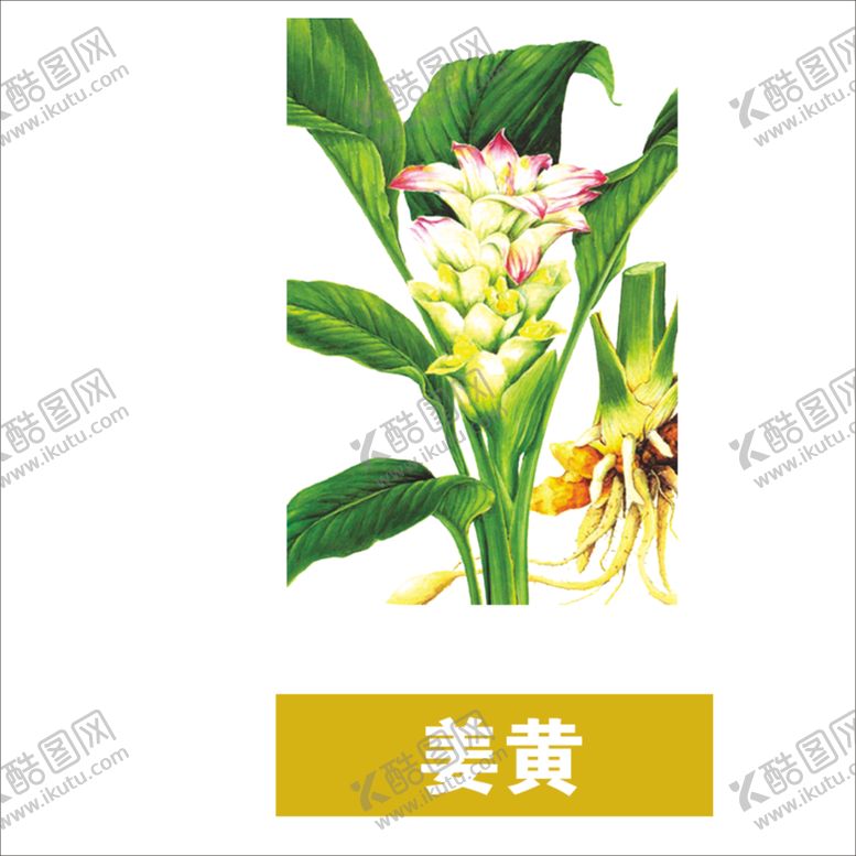 编号：73431104130904268427【酷图网】源文件下载-草本植物药材图片