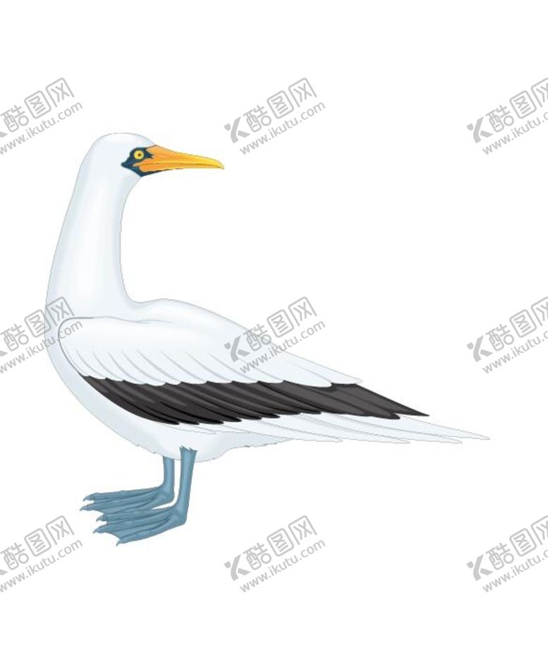 编号：88784711081523249886【酷图网】源文件下载-鸟类