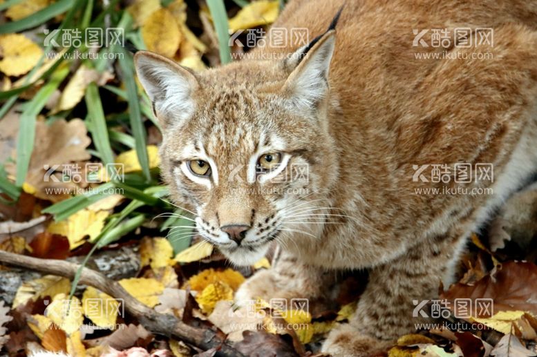 编号：49695212291938139035【酷图网】源文件下载-猞猁