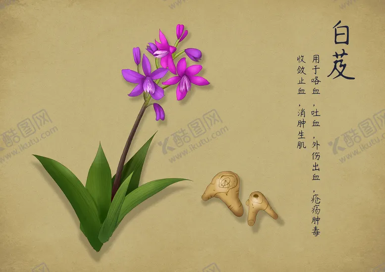 编号：14385209190945476230【酷图网】源文件下载-白芨