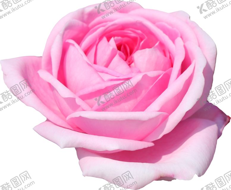 编号：69420007011820577783【酷图网】源文件下载-花朵