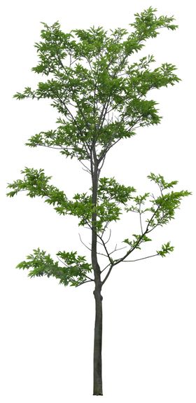园林植物
