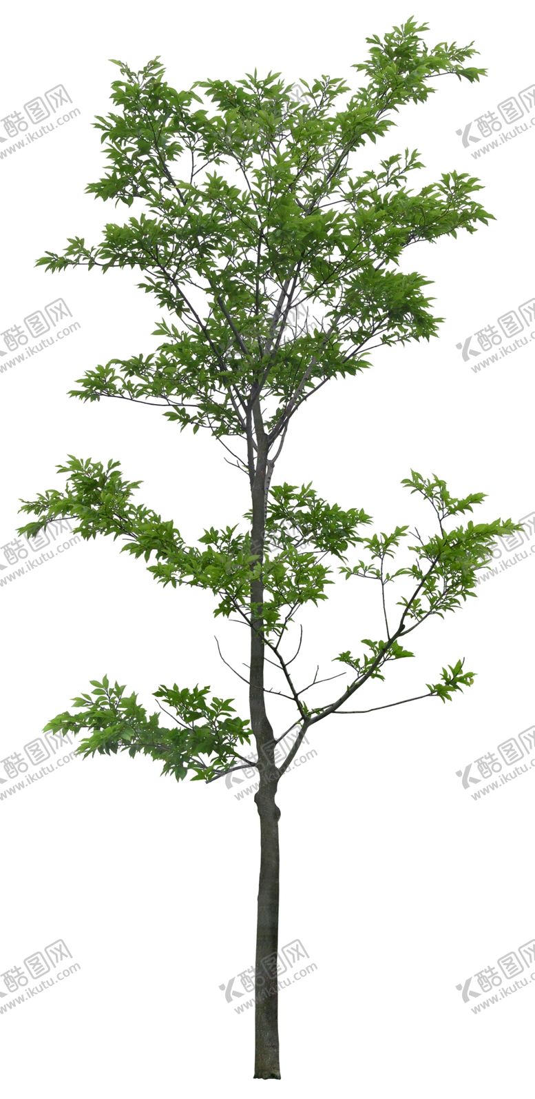 编号：36456309260324324224【酷图网】源文件下载-园林植物