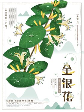 金银花