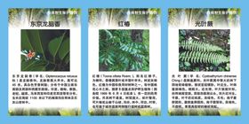 珍稀野生保护植物