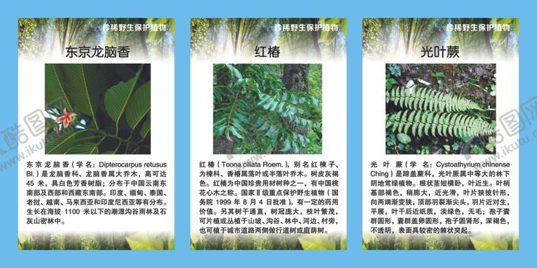 编号：33501009150256308432【酷图网】源文件下载-珍稀野生保护植物