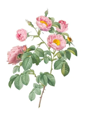 玫瑰花鲜图案阳光布料